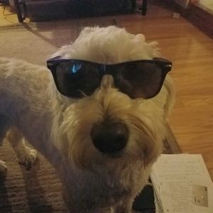 Meet your Posher, Dawn